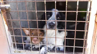 "En Cáceres se abandona a un perro cada dos días"