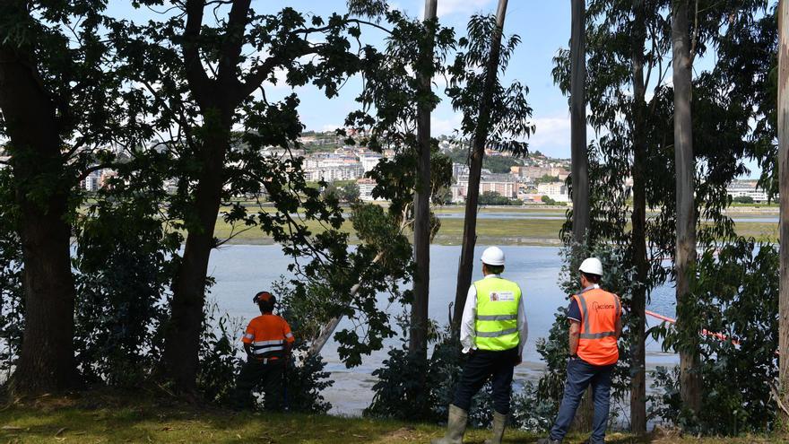 Operarios talan árboles para el paseo de O Paraíso a O Graxal