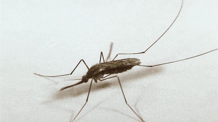 Extremadura tiene &quot;zonas idóneas&quot; para el mosquito del virus del Nilo