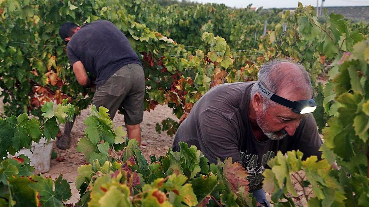Varios viticultores provistos de linternas frontales cortan uva en un viñedo del término municipal de Montilla.