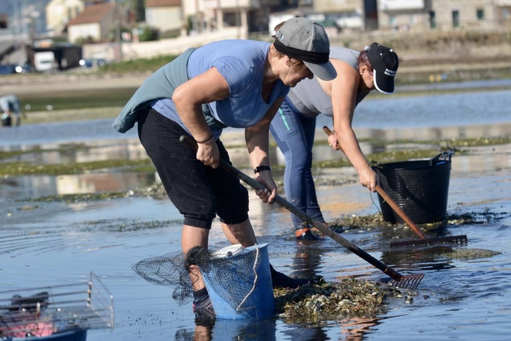 El marisqueo regresa a la ría de Pontevedra tras cuatro meses de parón