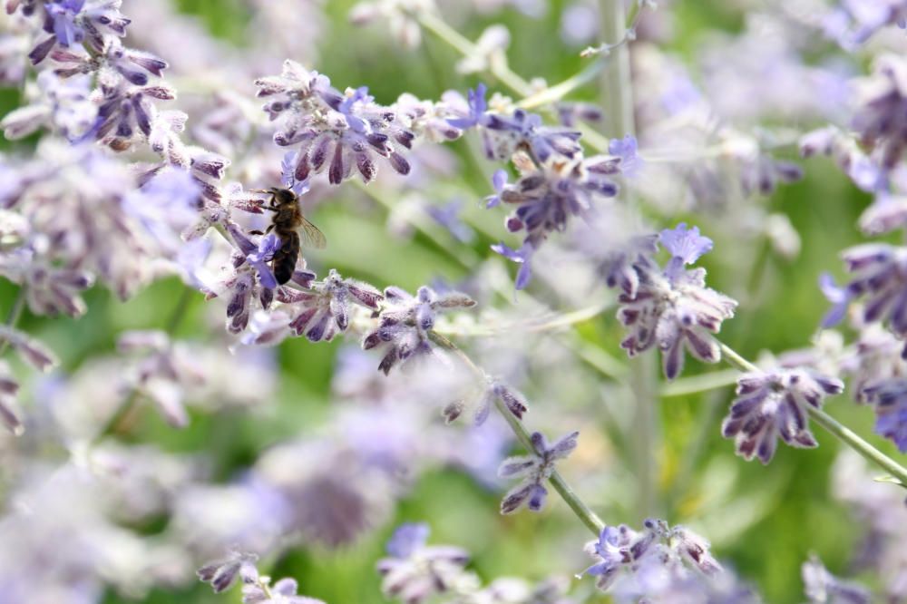 La avispa asiática es perjudicial para la salud de las abejas mallorquinas