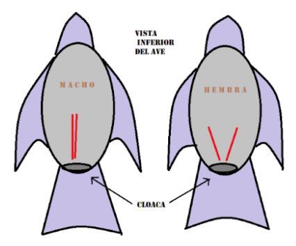 Sexar agapornis: En esta infografía se puede observar la diferencia de separación de los huesos pélvicos de los agapornis macho y hembra.