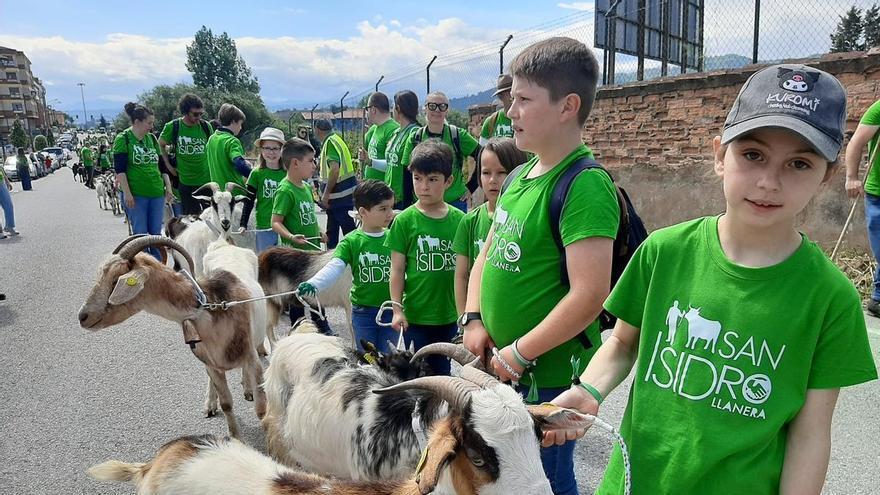 Llanera, paraíso animal por San Isidro: una marea de más de 900 cabras, ovejas, caballos y ocas recorren el centro de Posada