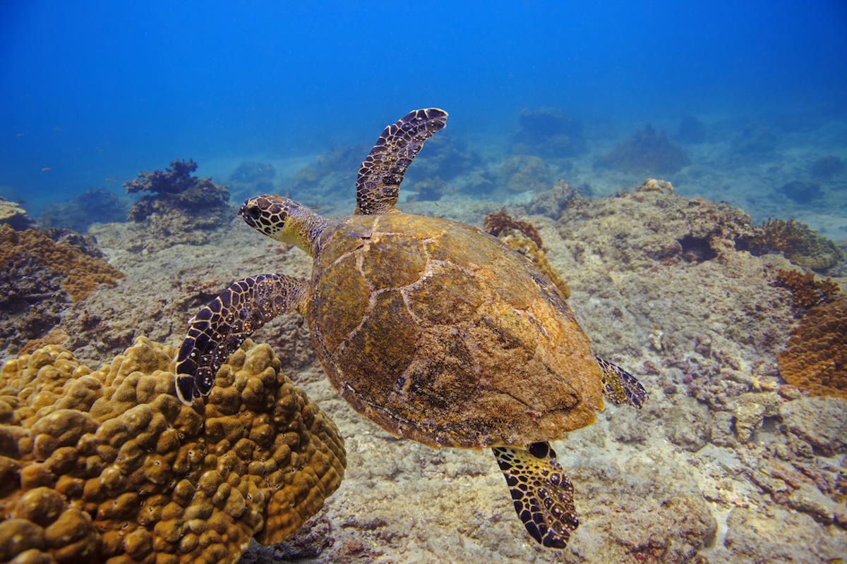 Las tortugas costarricenses, patrimonio biológico del país