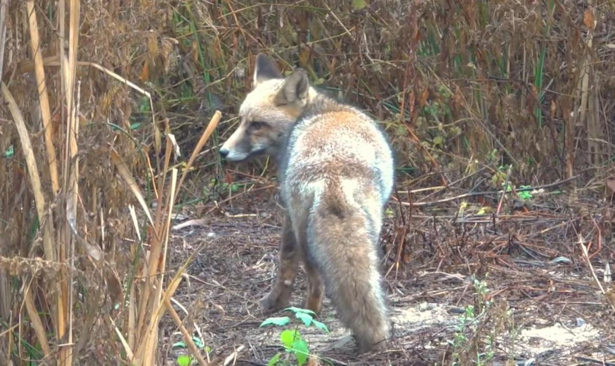 Un zorro se deja ver en el Río Manzanares, en Madrid.
