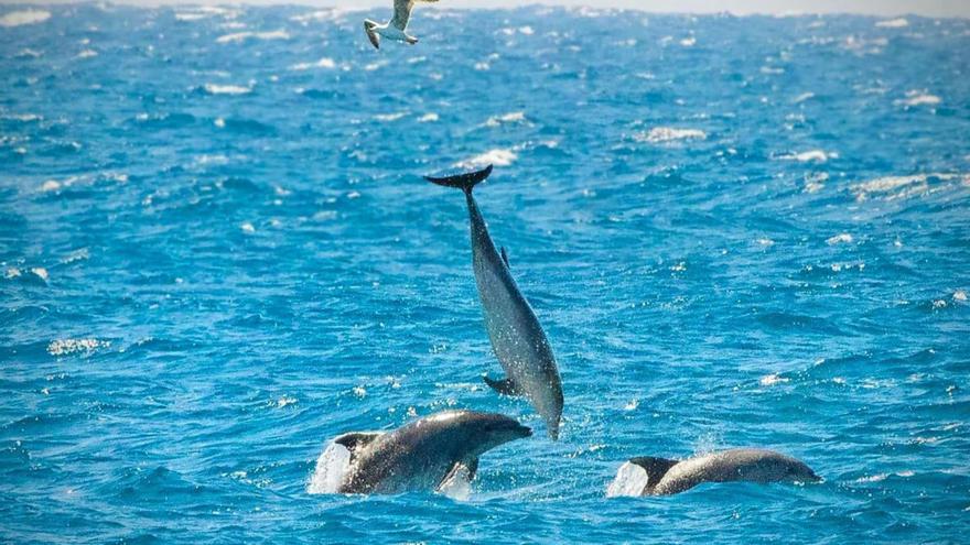 Captan a un grupo de delfines en la costa de Torrevieja