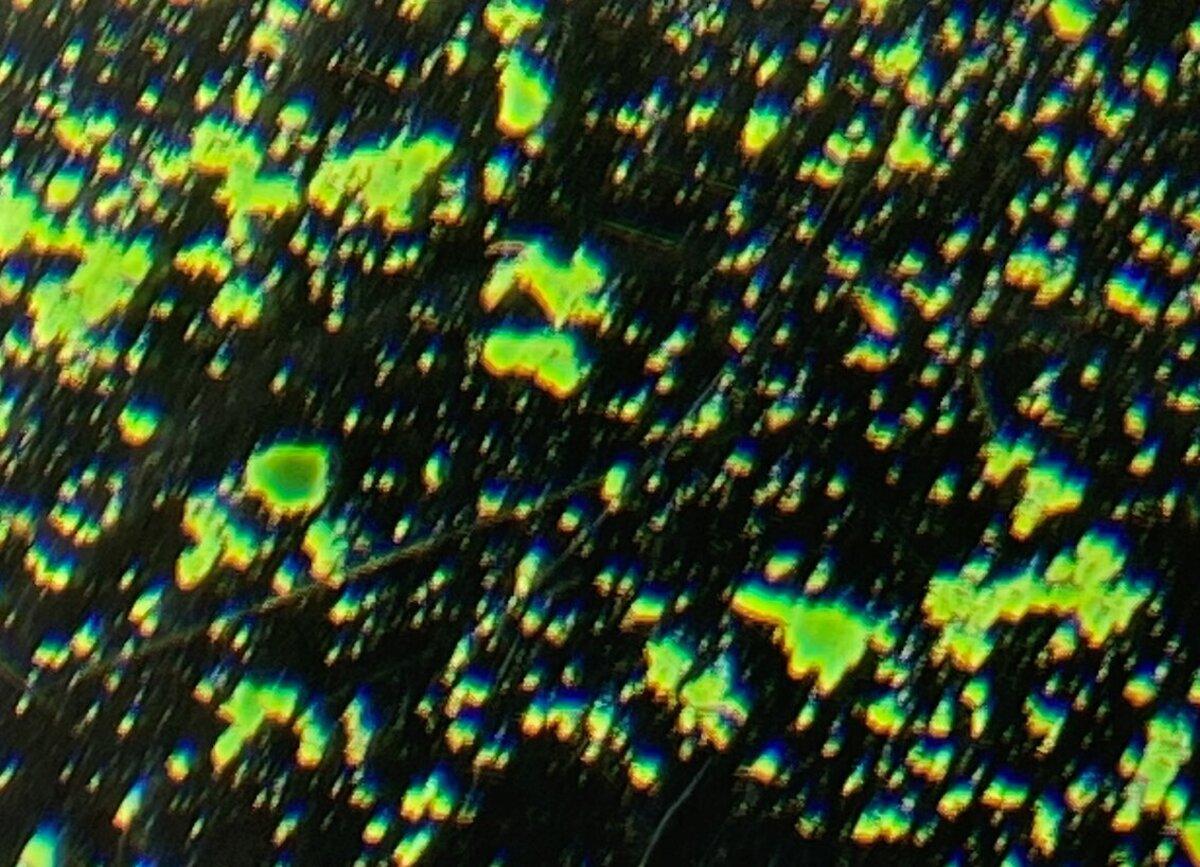 Observación de las colonias de cianobacterias del ejemplo anterior bajo una simple lupa