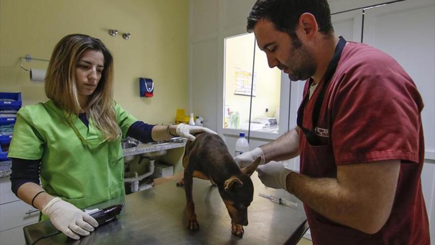 Al servicio de los animales