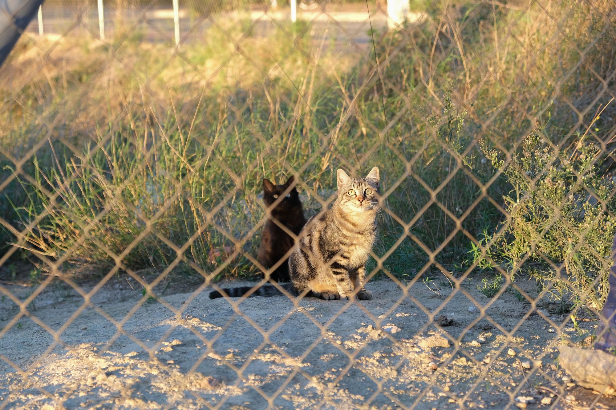 La Asociación Animalia de Guardamar trabaja en el control de colonias felinas en la localidad