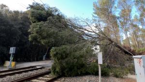 El árbol caído sobre a catenaria, en Sant Miquel de Fluvià, el pasado sábado