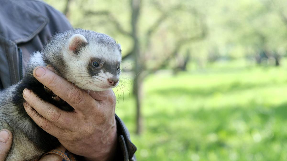 El hurón, una mascota cada vez más presente en los hogares.