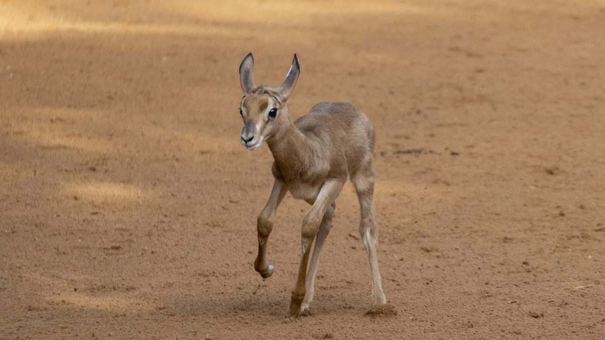 Las gacelas Mhorr forman parte del programa de conservación de especies de BIOPARC.