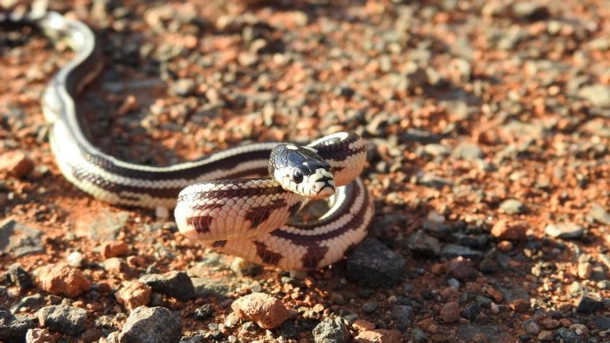 Una culebra californiana hallada anteriormente en Gran Canaria