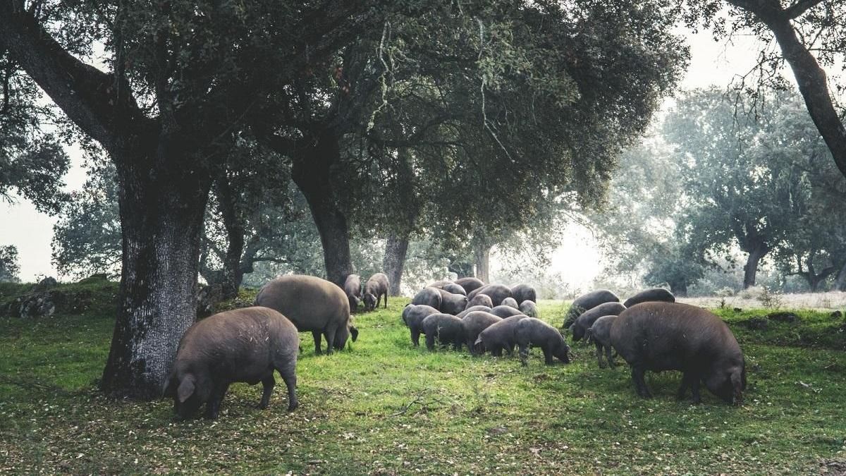 Cerdos ibéricos en la dehesa.