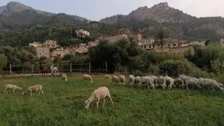 Emaya abrirá las subceldas para cadáveres de animales en Palma