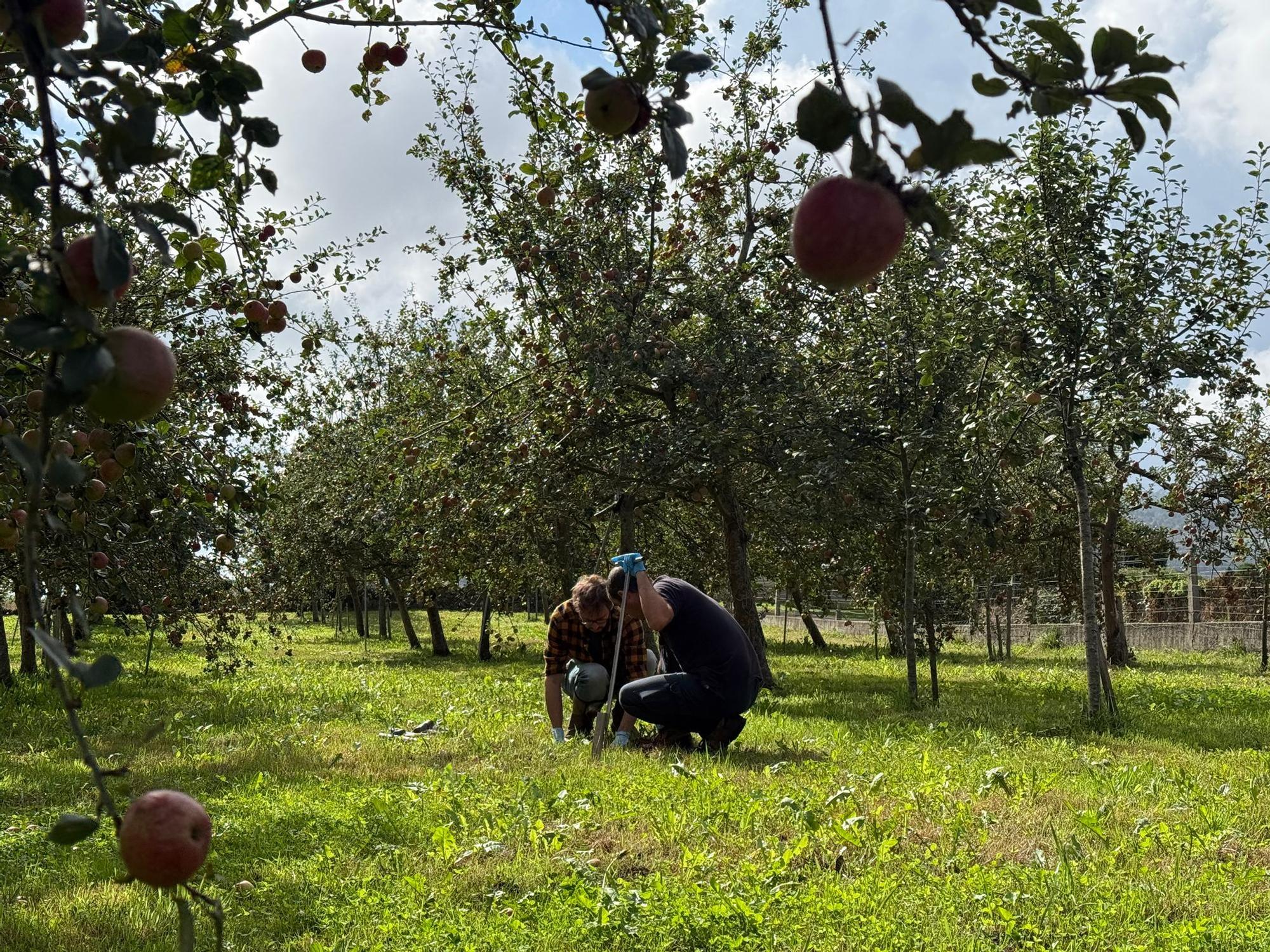 El SERIDA explica sobre el terreno las medidas de protección contra las plagas de roedores en pomaradas
