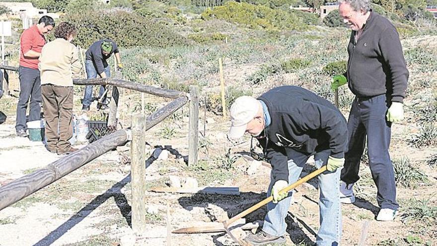 Colaboración para cuidar la flora en las dunas de Irta