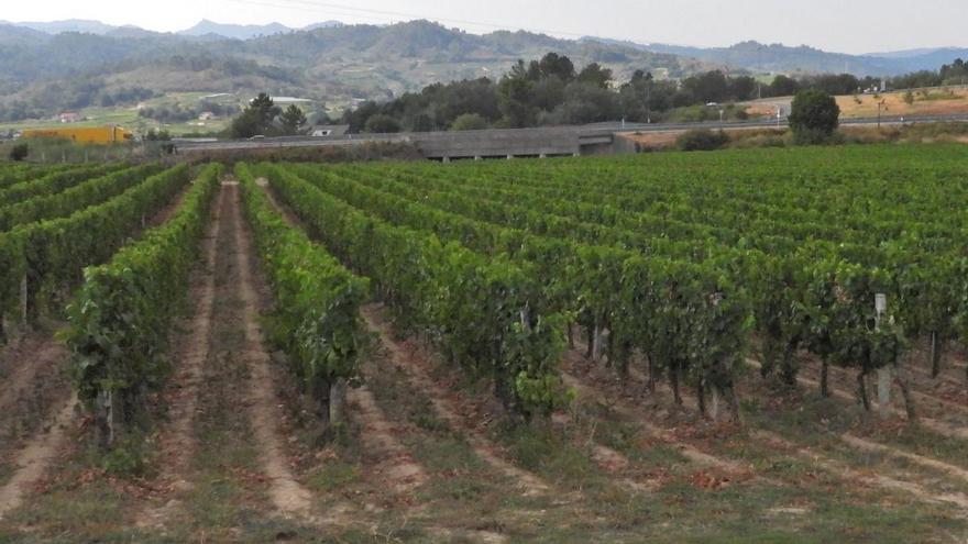 Los viñedos sufren estrés hídrico por la sequía y el calor y hay incertidumbre sobre la vendimia