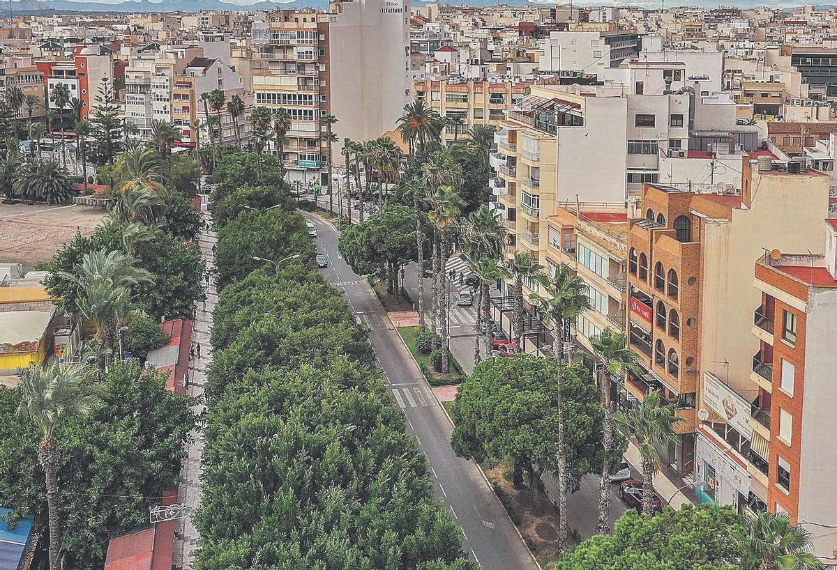 Hilera de ficus del paseo. En el centro de la imagen la mediana de la avenida con pinos (no trasplantables) y palmeras