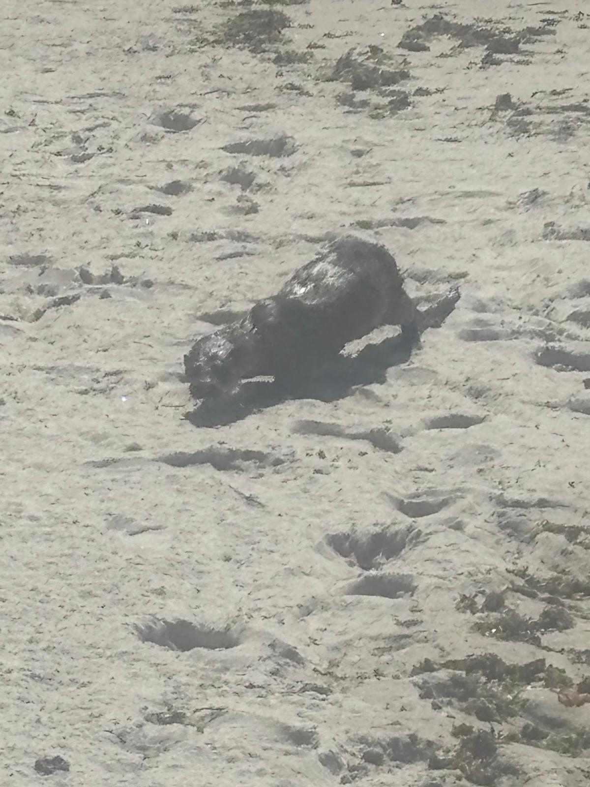 Una nutria, de bañista en las playas de Coruxo