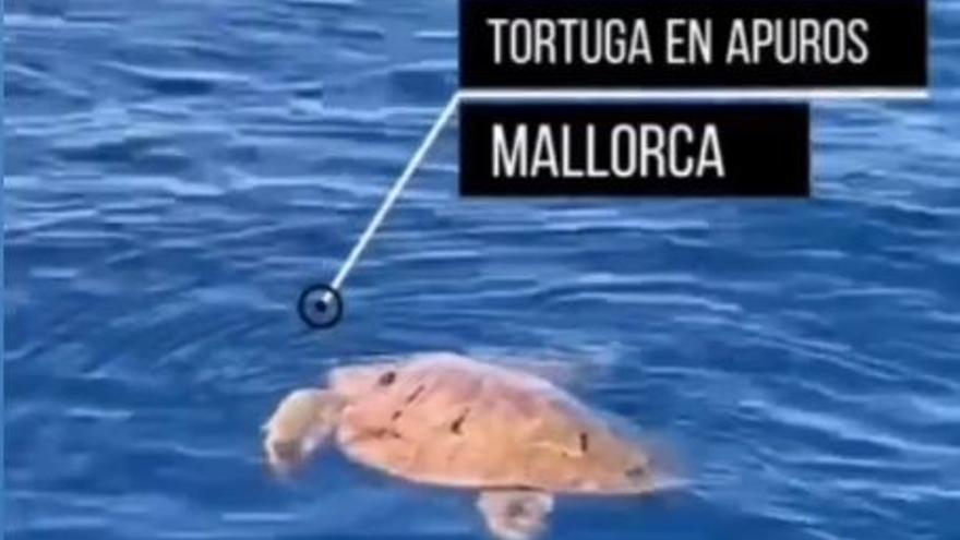 Wer hat diese verletzte Schildkröte vor Mallorca gesehen? Bitte melden!