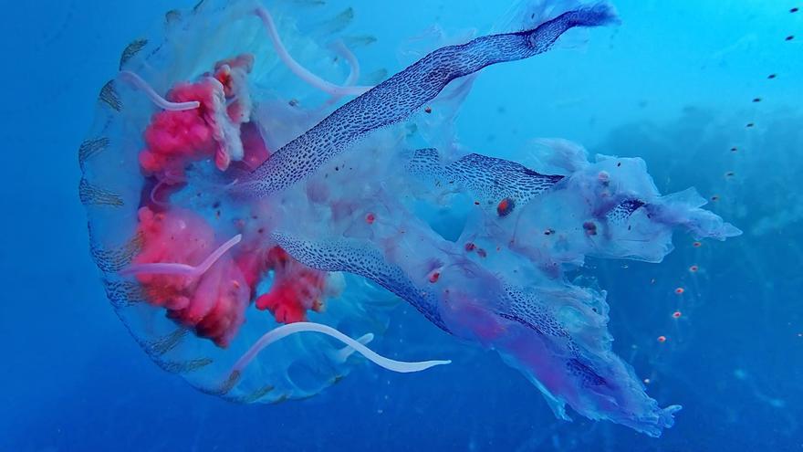 Cinc dècades capturant les meravelles ocultes del fons marí de Roses