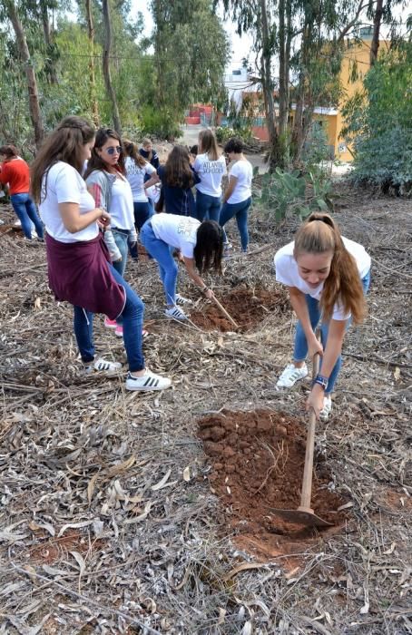 REPOBLACIÓN FORESTAL FONTANALES MOYA