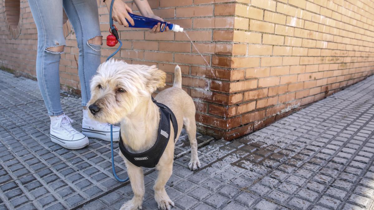 María José Serano con su perro limpiando el orín.