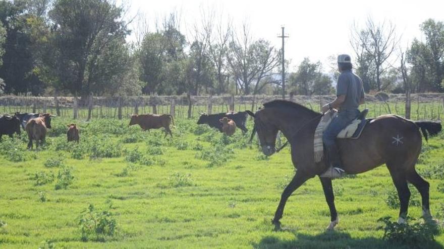 El sector taurino aragonés se recupera tras varios años de crisis