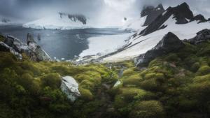 La Antártida se vuelve cada vez más verde