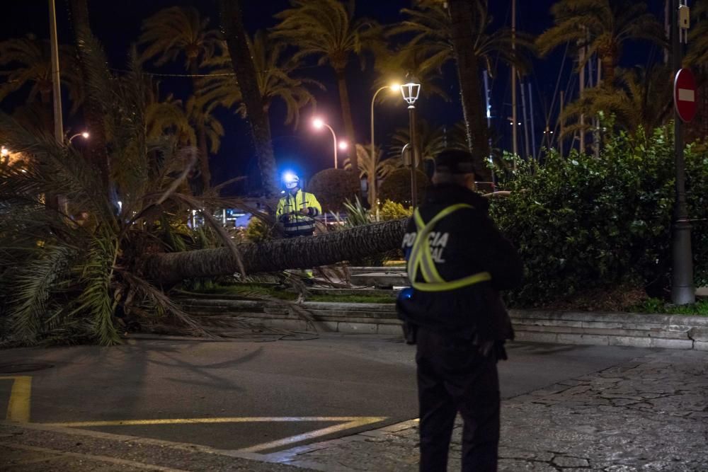 El fuerte viento derriba cinco grandes palmeras en el Passeig Sagrera de Palma