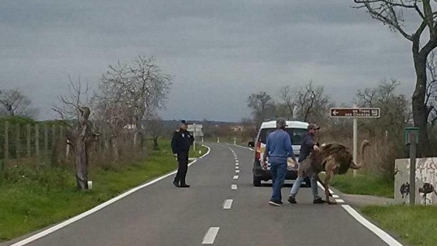 Interceptan un avestruz en la carretera de Campos