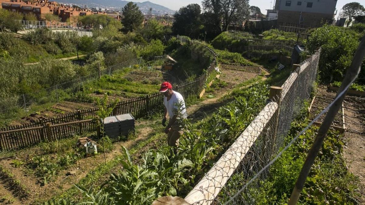 Huertos comunitarios de Can Pinyol, en Sant Boi de Llobregat.