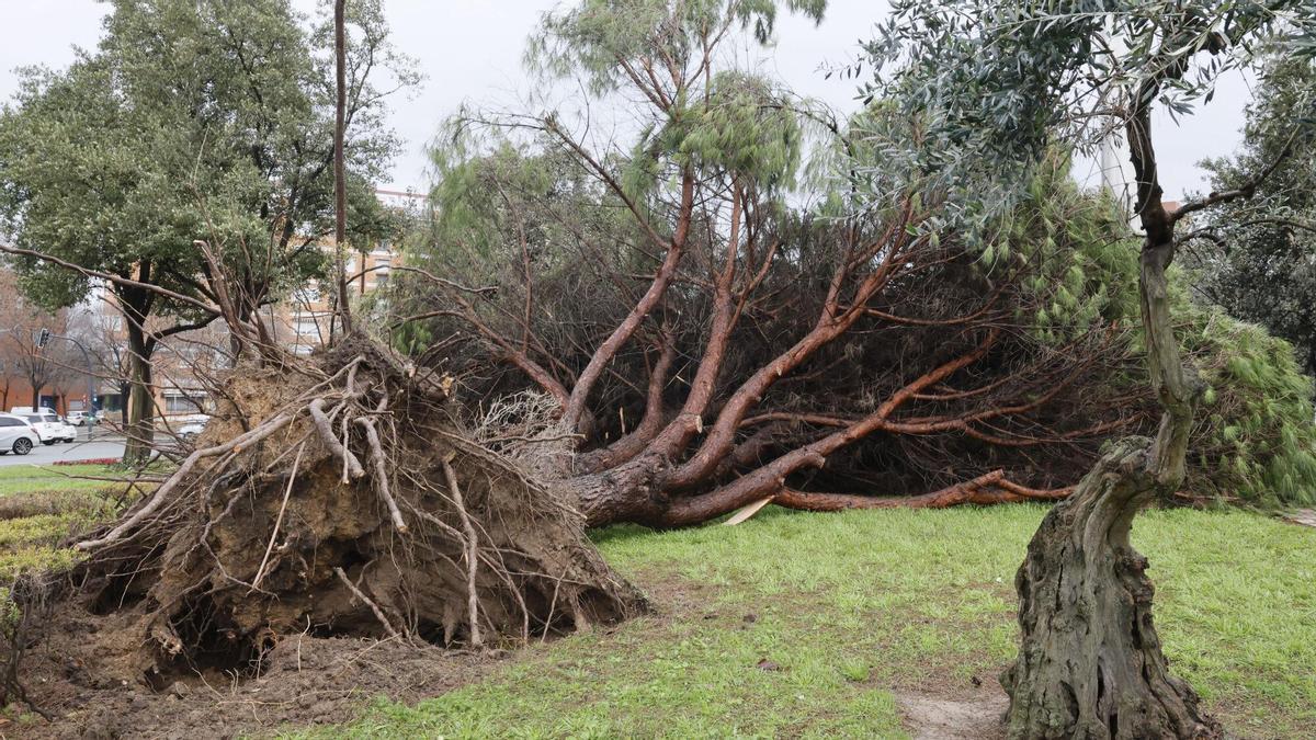 Las fuertes rachas de viento de este lunes han dejado numerosas incidencias en Sevilla.