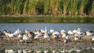 Gripe aviar: el alcalde solicita mantener la distancia con los patos del parque del río