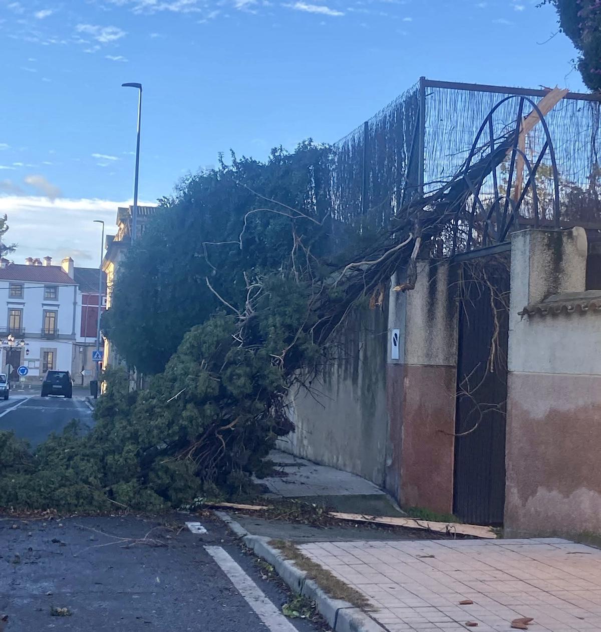 Uno de los árboles afectados por el temporal en la Avenida de Monfragüe de Trujillo