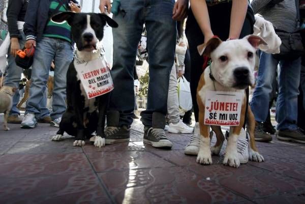 Clamor contra el maltrato animal