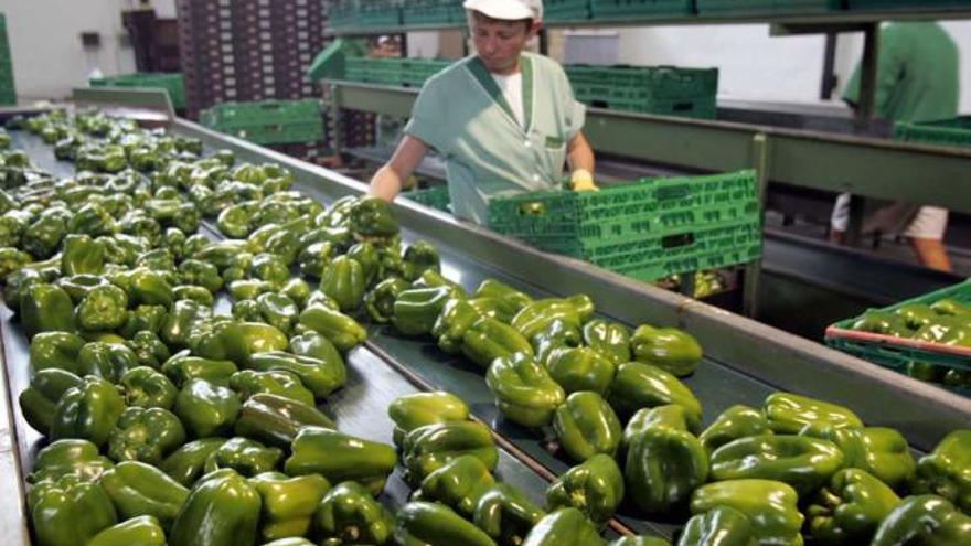 Pimientos para la comercialización ayer en la cooperativa Cambayas de Elche.