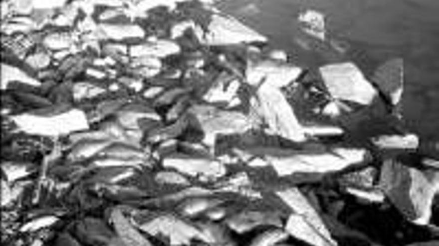 Cientos de peces muertos aparecen en el Borbollón