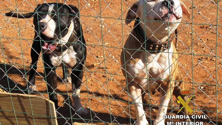 Investigado por maltrato animal y por la muerte de 4 perros en Betxí