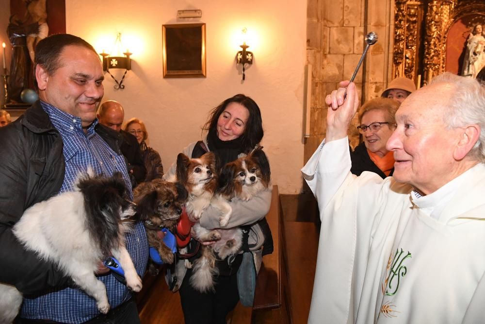 Bendición de mascotas en A Coruña