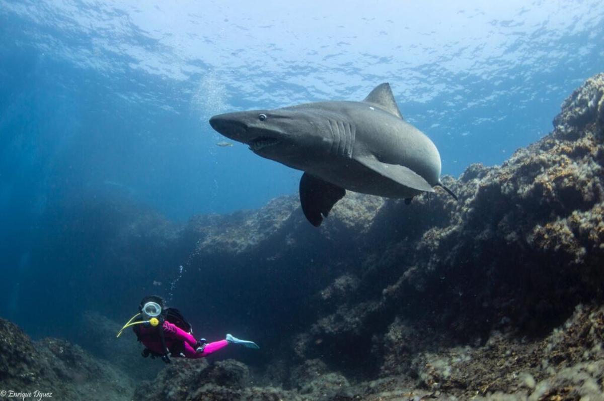 El misterioso tiburón solrayo, objeto de una campaña de protección en Canarias