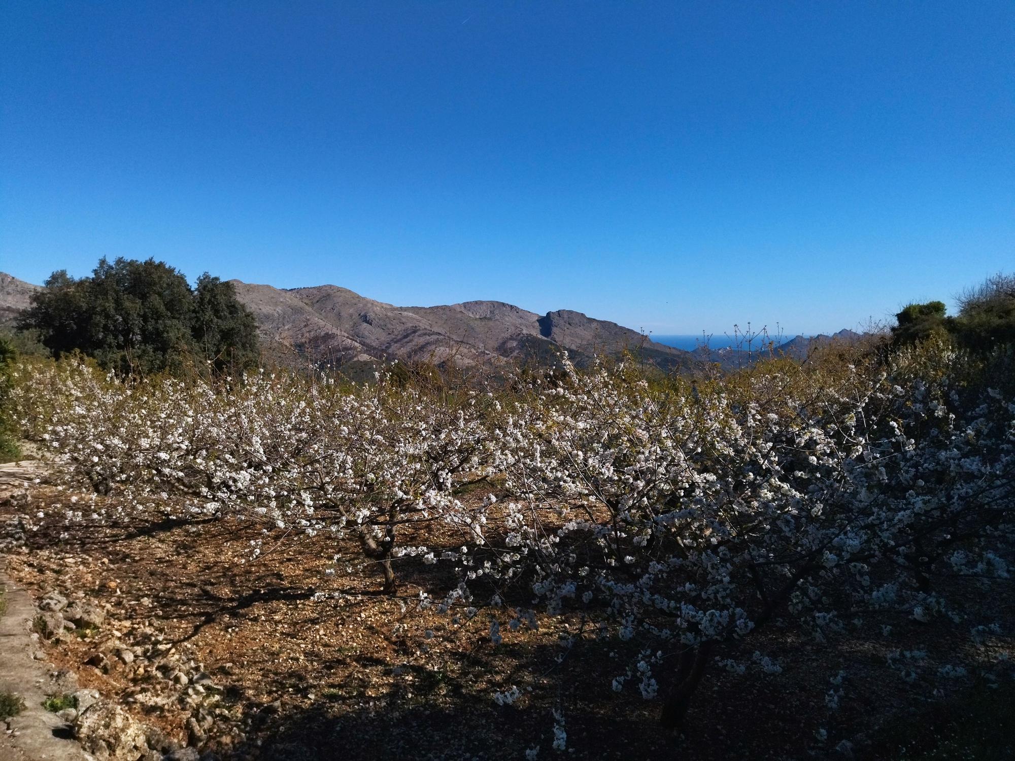 El "Hanami" valenciano: ya florecen los cerezos en la Vall de Laguar