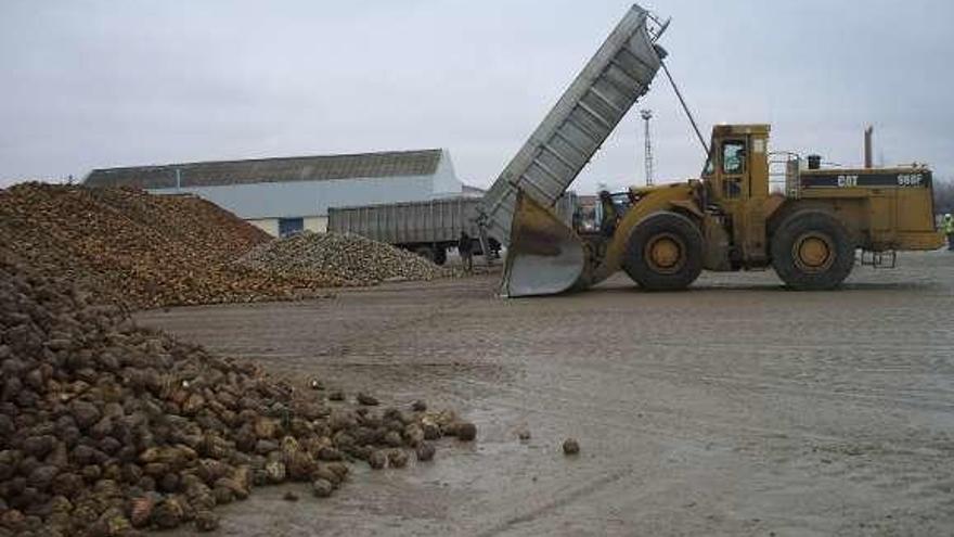 Un remolachero supervisa la descarga del cultivo en la Azucarera.