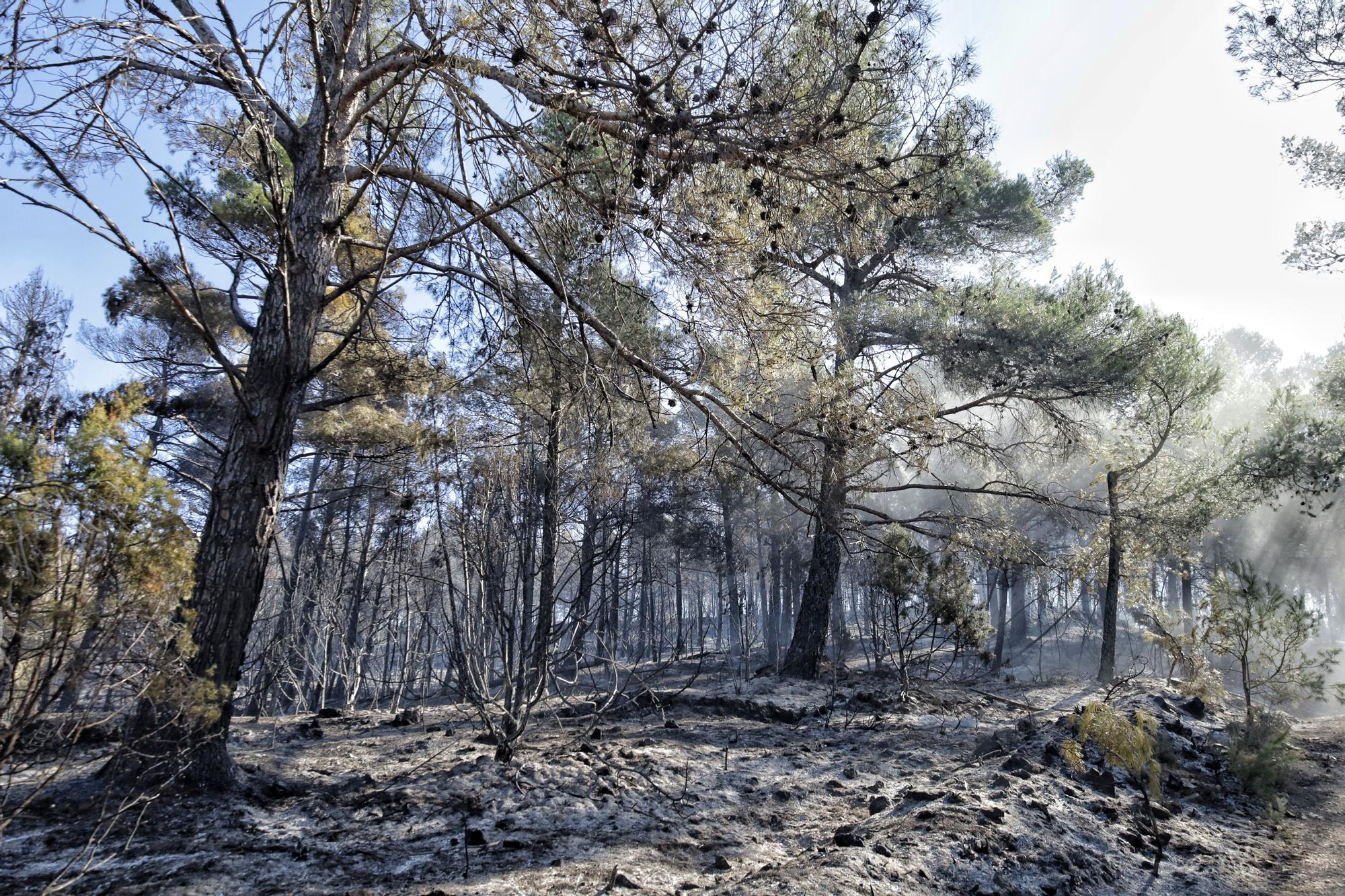 Las imágenes del incendio forestal en el Alto Mijares