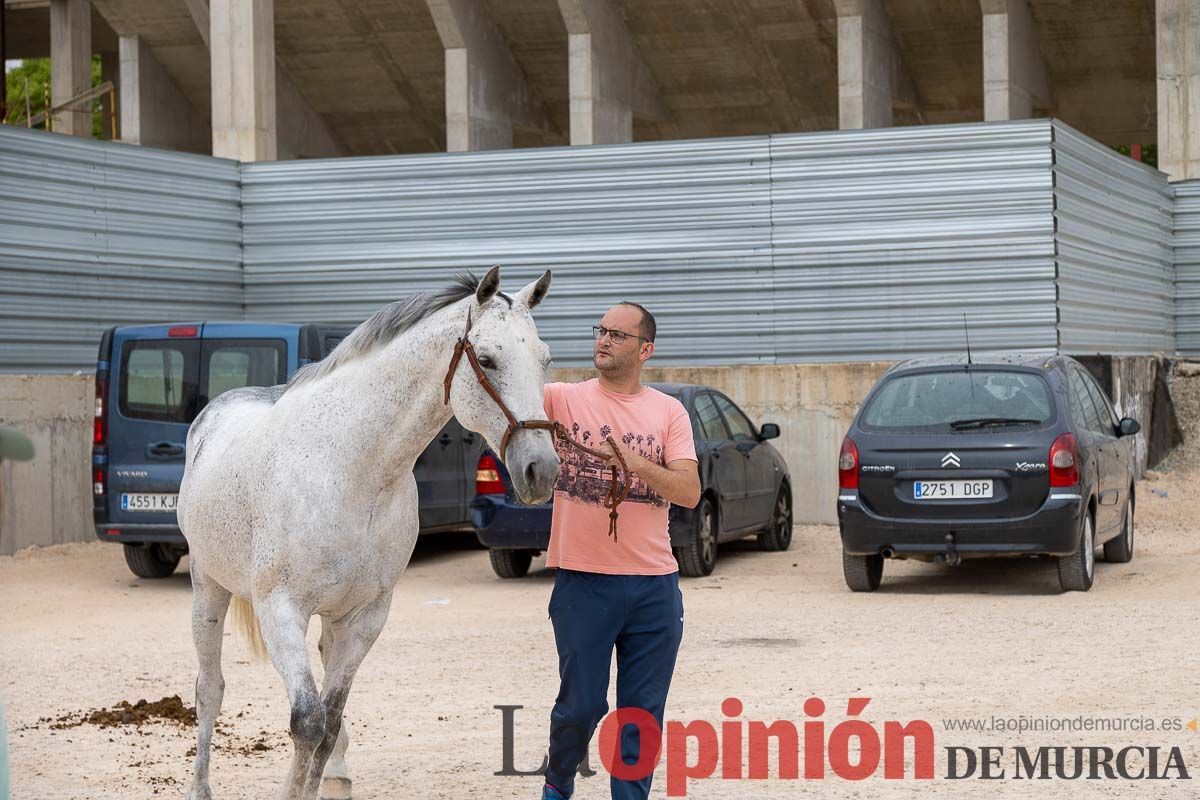 Control veterinario de los Caballos del Vino en Caravaca