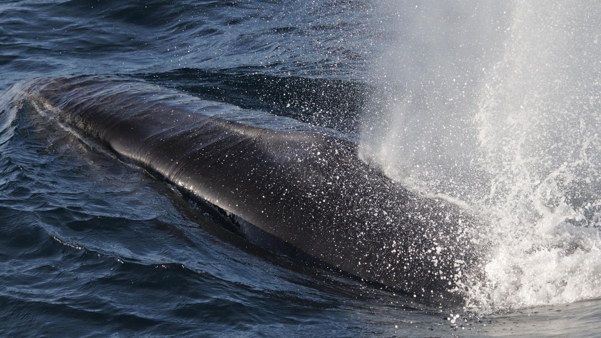 Una de las ballenas estudiadas en el sur de España que se dejan ver en aguas gallegas.