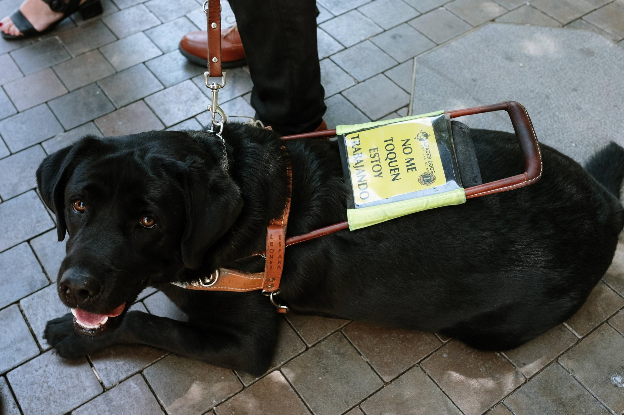 Los perros guía para pacientes con discapacidad ya pueden subir a las ambulancias en Baleares