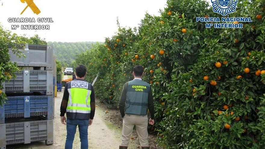 Detenido en Palma por tener trabajadores de la naranja de forma irregular